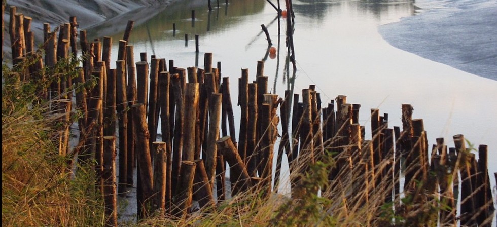 Tidal bank stablisation